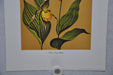 Yellow Lady's Slipper 1967 Lithograph Flower Art Print 13 x 17   - TvMovieCards.com