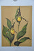 Yellow Lady's Slipper 1967 Lithograph Flower Art Print 13 x 17   - TvMovieCards.com