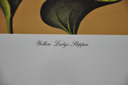Yellow Lady's Slipper 1967 Lithograph Flower Art Print 13 x 17   - TvMovieCards.com