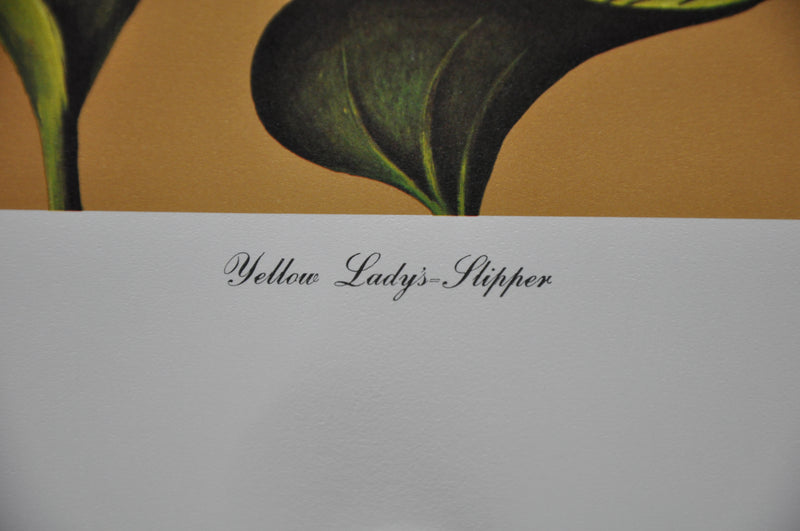 Yellow Lady's Slipper 1967 Lithograph Flower Art Print 13 x 17   - TvMovieCards.com