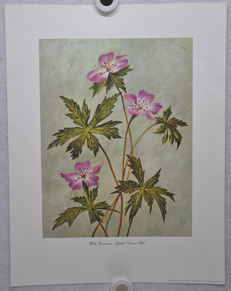 Wild Geranium; Spotted Cranesbill 1967 Lithograph Flower Art Print 13 x 17   - TvMovieCards.com