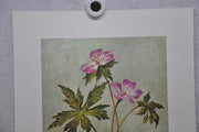Wild Geranium; Spotted Cranesbill 1967 Lithograph Flower Art Print 13 x 17   - TvMovieCards.com