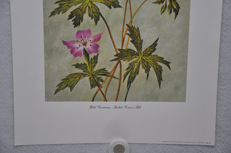 Wild Geranium; Spotted Cranesbill 1967 Lithograph Flower Art Print 13 x 17   - TvMovieCards.com