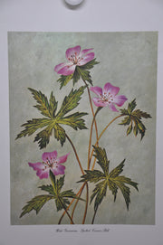 Wild Geranium; Spotted Cranesbill 1967 Lithograph Flower Art Print 13 x 17   - TvMovieCards.com
