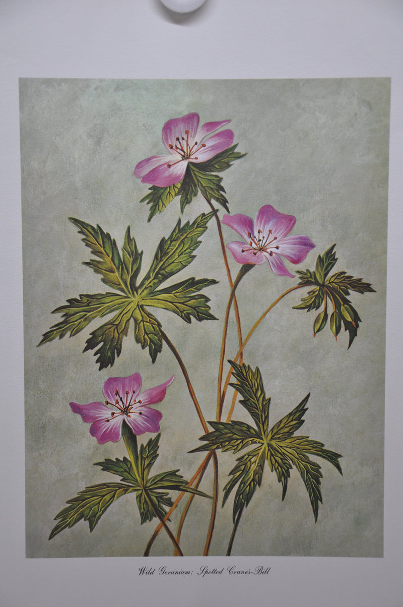 Wild Geranium; Spotted Cranesbill 1967 Lithograph Flower Art Print 13 x 17   - TvMovieCards.com