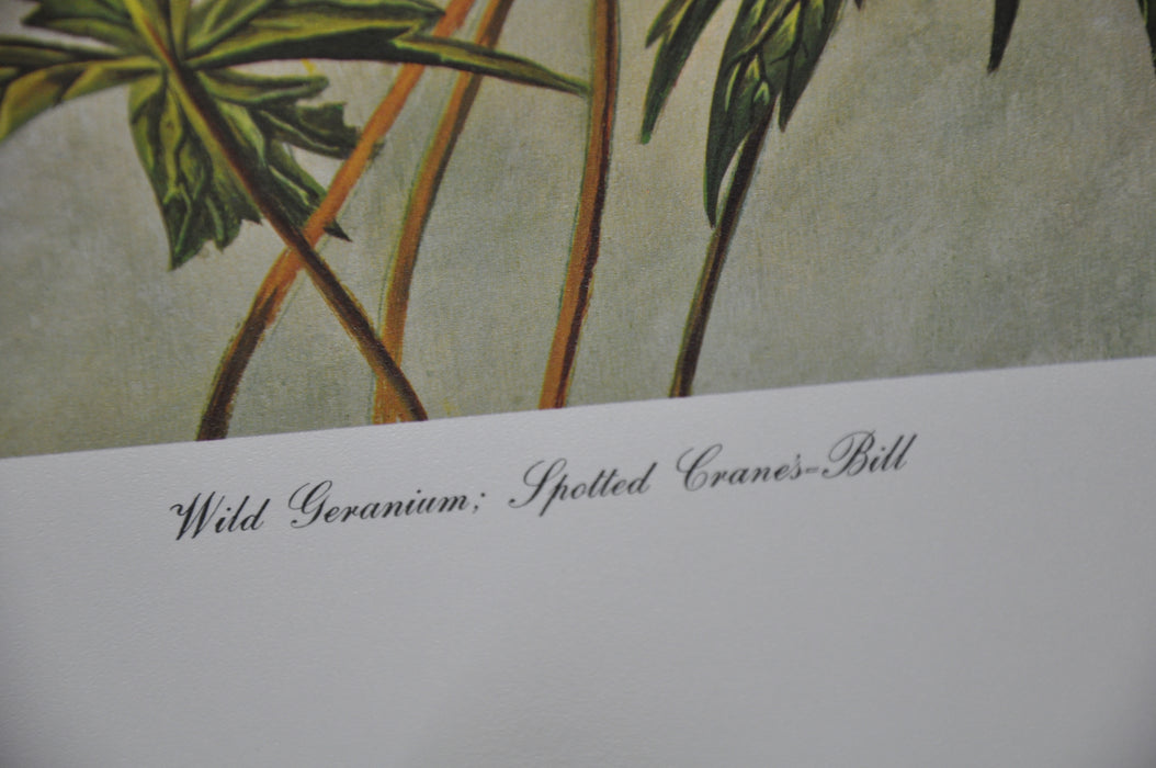 Wild Geranium; Spotted Cranesbill 1967 Lithograph Flower Art Print 13 x 17   - TvMovieCards.com