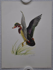 E Serton Wild Duck Lithograph Art Print 6 x 8 Serine Made in USA   - TvMovieCards.com