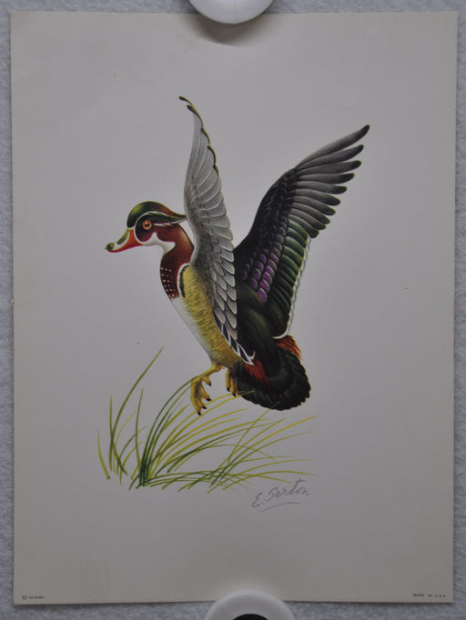 E Serton Wild Duck Lithograph Art Print 6 x 8 Serine Made in USA   - TvMovieCards.com