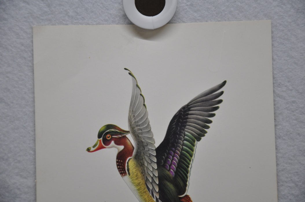 E Serton Wild Duck Lithograph Art Print 6 x 8 Serine Made in USA   - TvMovieCards.com