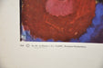 Alexej Von Jawlensky "Still Life With Flowers" Art Print Poster 19 x 25   - TvMovieCards.com