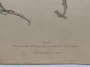 19th Century Decorative Art Ornament Lithograph Portfolio Print Germany 1877 #6   - TvMovieCards.com
