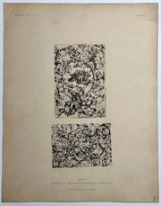 19th Century Decorative Art Ornament Lithograph Portfolio Print Germany 1877 #7   - TvMovieCards.com