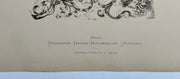 19th Century Decorative Art Ornament Lithograph Portfolio Print Germany 1877 #14   - TvMovieCards.com