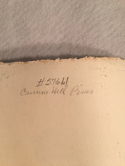 MARJORIE ALLEGRETTI (20TH CENTURY) Cannon Hill Pines Landscape Oil Paper Signed   - TvMovieCards.com