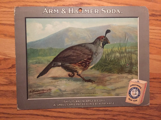 Birds - Arm & Hammer Advertising Store Display Card Sign - California Mountain Q   - TvMovieCards.com