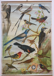 Useful Birds of America Advertising Store Display Poster Arm & Hammer J7 Bunting   - TvMovieCards.com