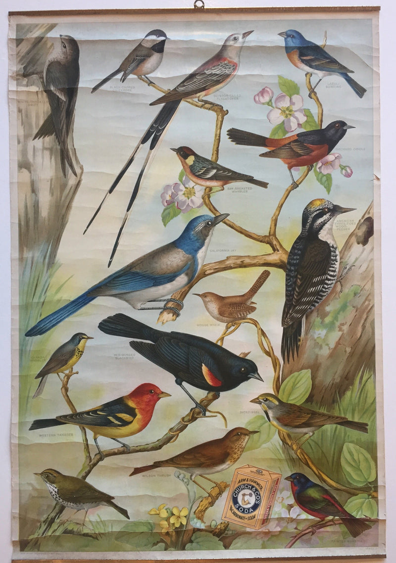 Useful Birds of America Advertising Store Display Poster Arm & Hammer J7 Bunting   - TvMovieCards.com