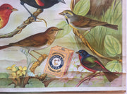 Useful Birds of America Advertising Store Display Poster Arm & Hammer J7 Bunting   - TvMovieCards.com