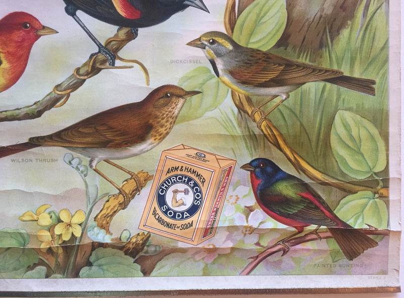 Useful Birds of America Advertising Store Display Poster Arm & Hammer J7 Bunting   - TvMovieCards.com