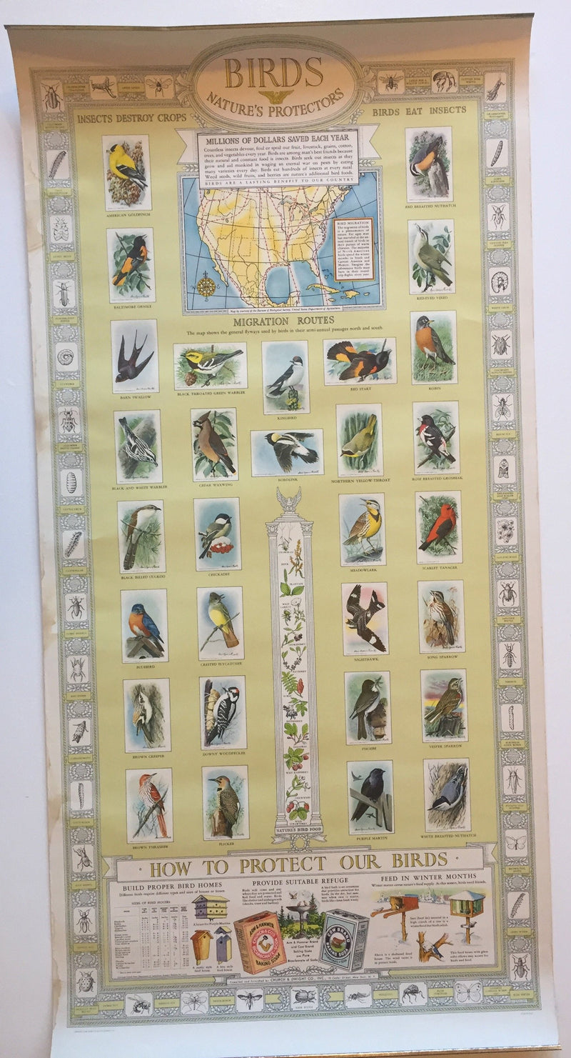 Birds Natures Protectors Advertising Store Display Poster Arm & Hammer J9 Fuerte   - TvMovieCards.com