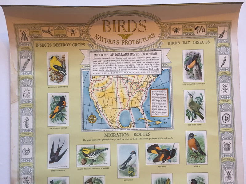 Birds Natures Protectors Advertising Store Display Poster Arm & Hammer J9 Fuerte   - TvMovieCards.com