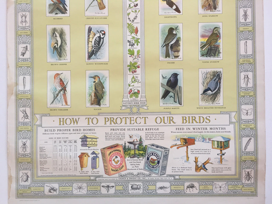 Birds Natures Protectors Advertising Store Display Poster Arm & Hammer J9 Fuerte   - TvMovieCards.com