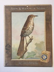 Birds - Arm & Hammer Advertising Store Display Card Sign - Brown Thrasher J9   - TvMovieCards.com