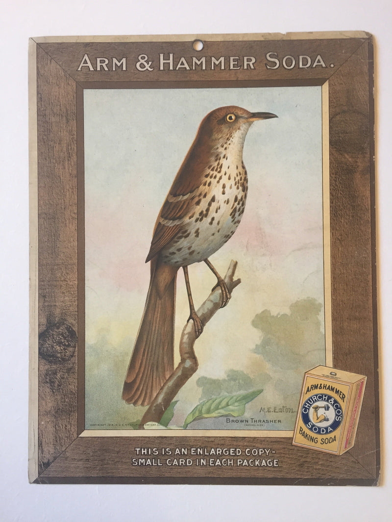 Birds - Arm & Hammer Advertising Store Display Card Sign - Brown Thrasher J9   - TvMovieCards.com