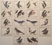Birds - Discover Roger Tory Peterson Birds Bird Feeder Series 1 Card Set   - TvMovieCards.com