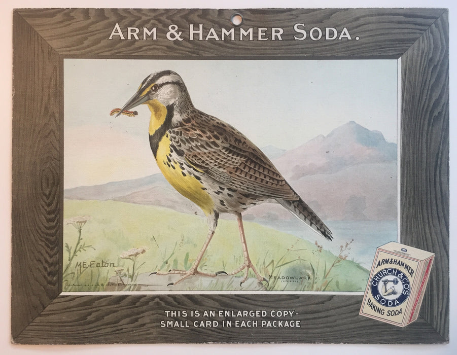 Birds - Arm & Hammer Advertising Store Display Card Sign - Meadowlark J5   - TvMovieCards.com
