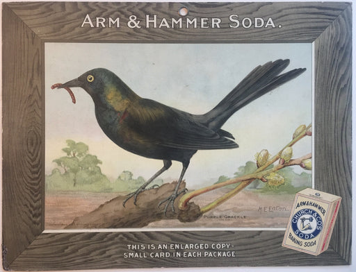 Birds - Arm & Hammer Advertising Store Display Card Sign - Purple Grackle J5   - TvMovieCards.com