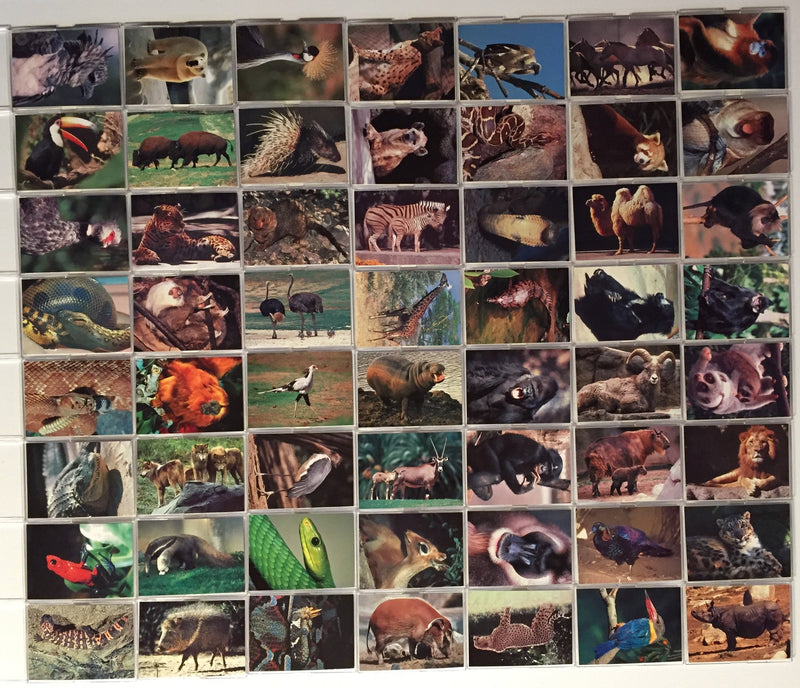 San Diego Zoo Animals of the Wild Base Card Set 110 Cards Cardz 1993   - TvMovieCards.com