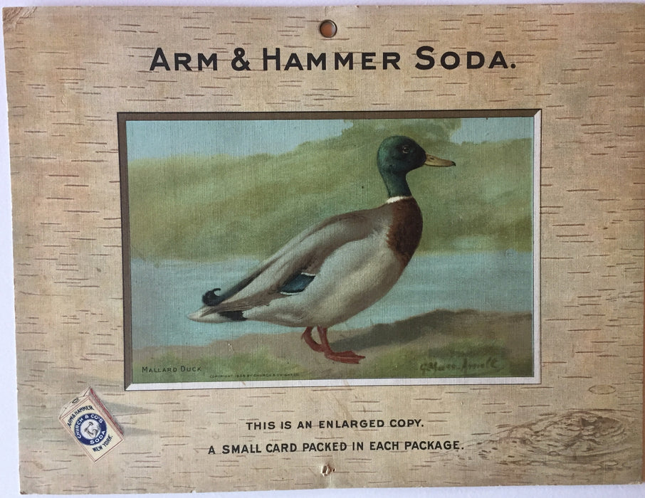 Birds - Arm & Hammer Advertising Store Display Card Sign Mallard Duck J3 Game Bi   - TvMovieCards.com