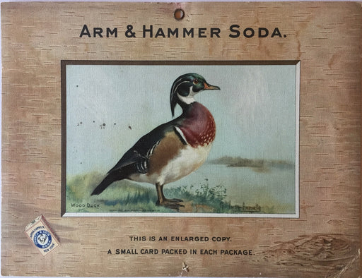 Birds - Arm & Hammer Advertising Store Display Card Sign Wood Duck J3 Game Birds   - TvMovieCards.com