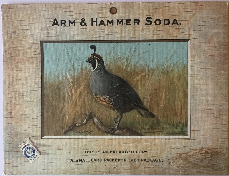 Birds - Arm & Hammer Advertising Card Sign California Quail J3 Game Birds   - TvMovieCards.com