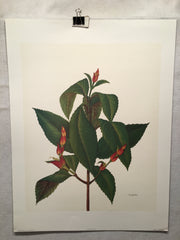 E.R. Saal "The Feeder" Limited Edition Lithograph Print Java Collection   - TvMovieCards.com