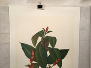 E.R. Saal "The Feeder" Limited Edition Lithograph Print Java Collection   - TvMovieCards.com