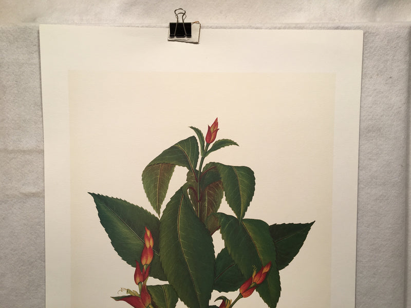 E.R. Saal "The Feeder" Limited Edition Lithograph Print Java Collection   - TvMovieCards.com