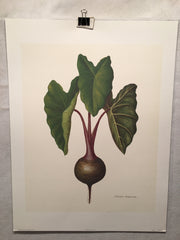 E.R. Saal "Elephant Ears" Limited Edition Lithograph Print Java Collection   - TvMovieCards.com
