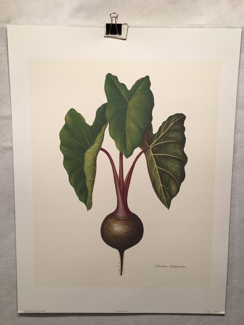 E.R. Saal "Elephant Ears" Limited Edition Lithograph Print Java Collection   - TvMovieCards.com