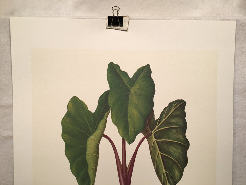 E.R. Saal "Elephant Ears" Limited Edition Lithograph Print Java Collection   - TvMovieCards.com
