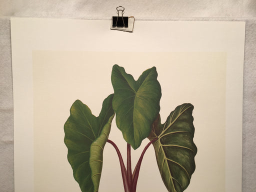 E.R. Saal "Elephant Ears" Limited Edition Lithograph Print Java Collection   - TvMovieCards.com