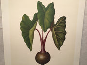 E.R. Saal "Elephant Ears" Limited Edition Lithograph Print Java Collection   - TvMovieCards.com
