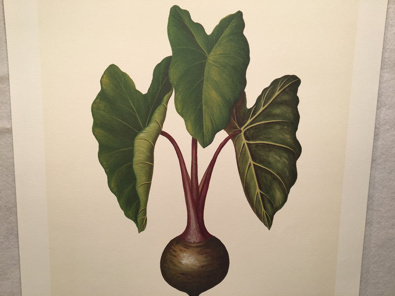 E.R. Saal "Elephant Ears" Limited Edition Lithograph Print Java Collection   - TvMovieCards.com