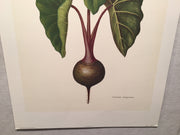 E.R. Saal "Elephant Ears" Limited Edition Lithograph Print Java Collection   - TvMovieCards.com