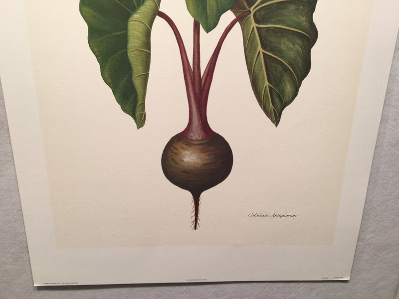 E.R. Saal "Elephant Ears" Limited Edition Lithograph Print Java Collection   - TvMovieCards.com
