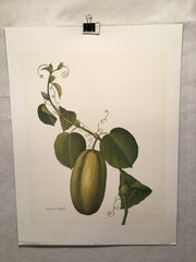 E.R. Saal "Gourd" Limited Edition Lithograph Print Java Collection   - TvMovieCards.com