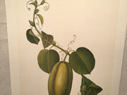 E.R. Saal "Gourd" Limited Edition Lithograph Print Java Collection   - TvMovieCards.com