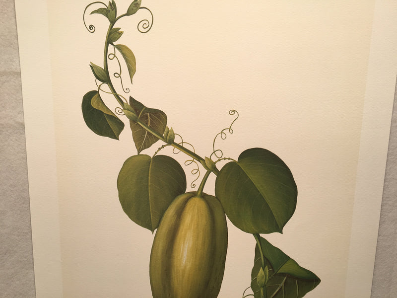 E.R. Saal "Gourd" Limited Edition Lithograph Print Java Collection   - TvMovieCards.com