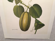 E.R. Saal "Gourd" Limited Edition Lithograph Print Java Collection   - TvMovieCards.com